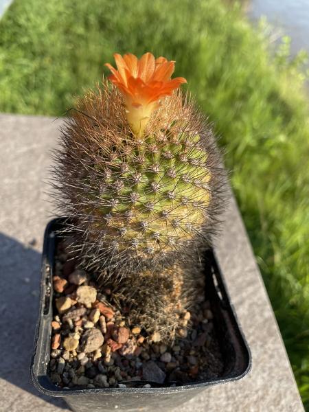Parodia spec. orange